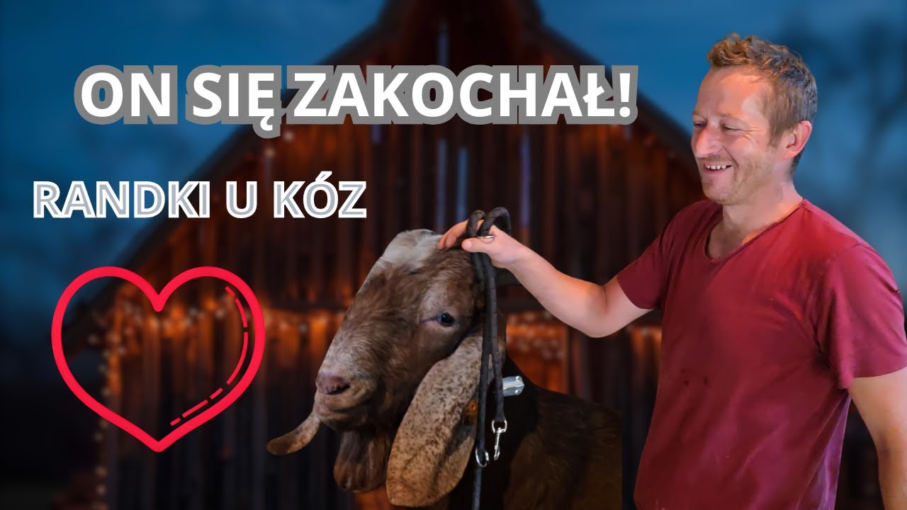 PO CZYM POZNAĆ RUJĘ U KOZY? RANDKI NA GOSPODARSTWIE! KRYCIE KÓZ