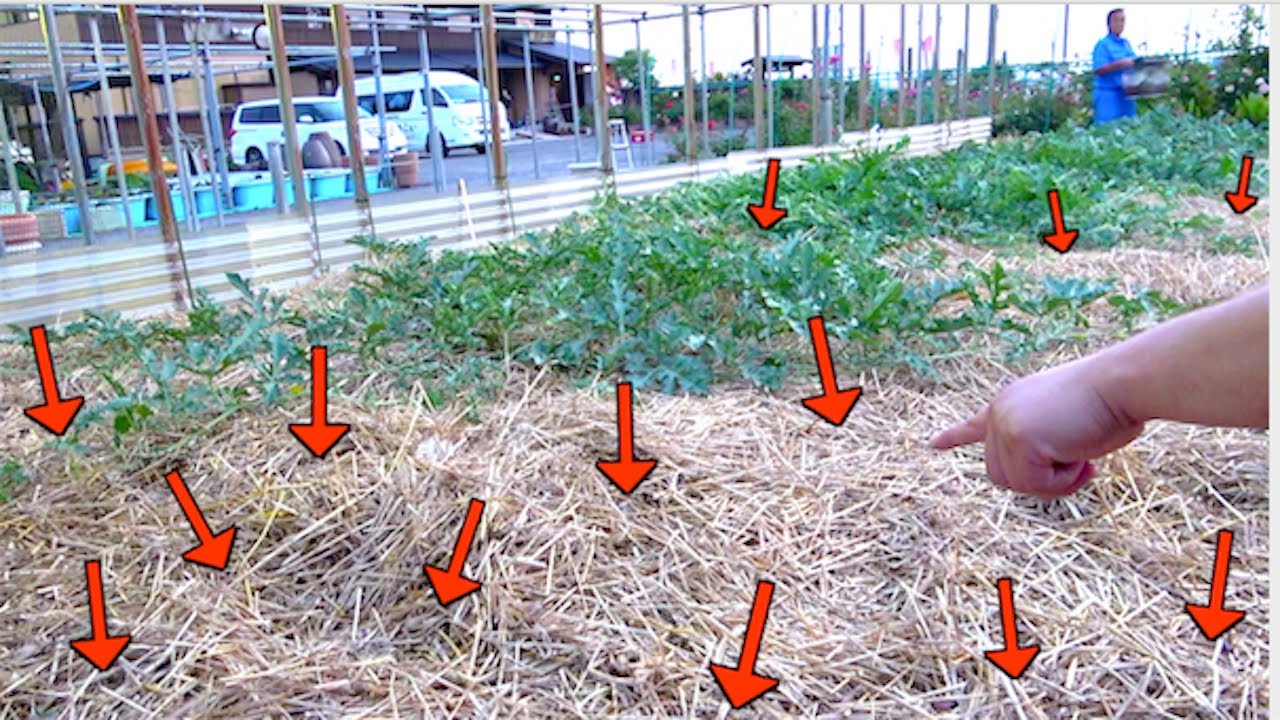 この中に1000匹のカブトムシがいます。