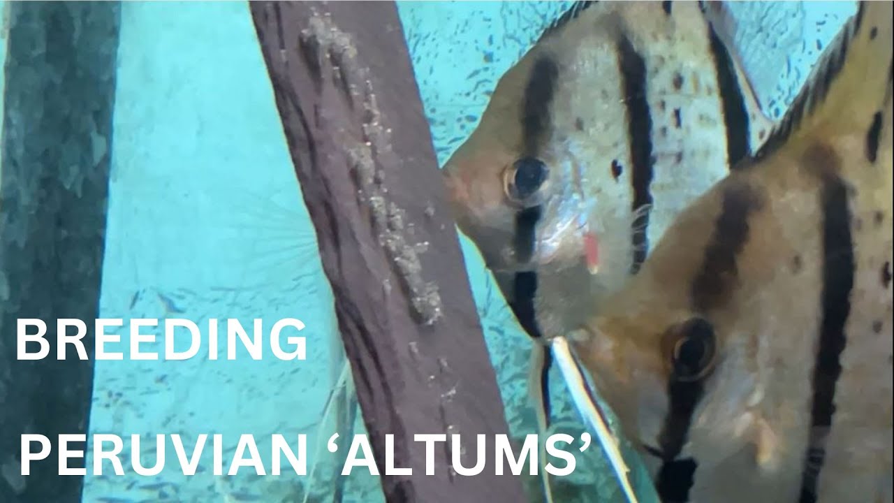 Nanay Scalare breeding and raising fry V2