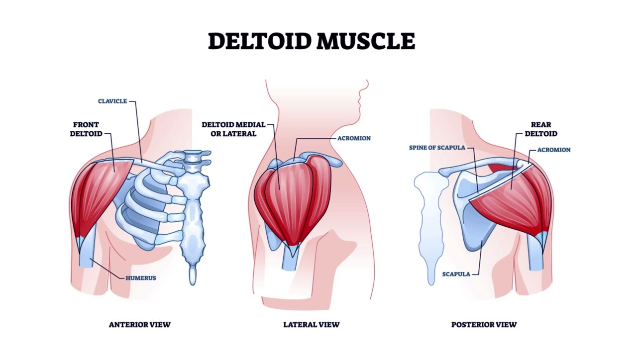 Swoll Delts | Massive Shoulders Growth + AutoWorkout