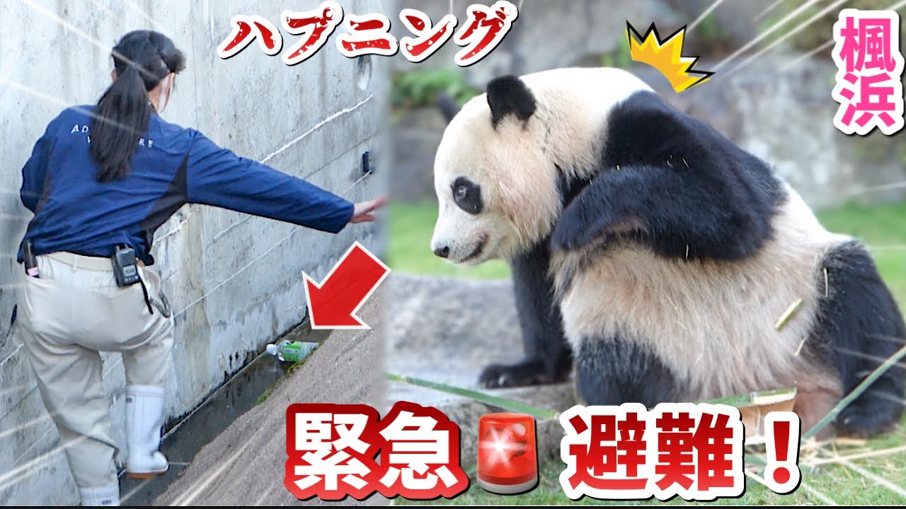 【パンダアイドル楓浜】ペットボトル落下事件💦ビックリ飼育員さん！ハプニングで新年幕開け🐼