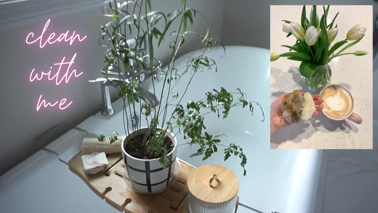 Clean and Reset | New Additions