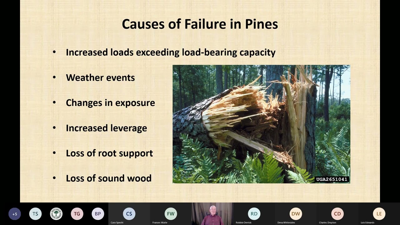 Root, Butt and Stem Rot of Pines in Urban Settings
