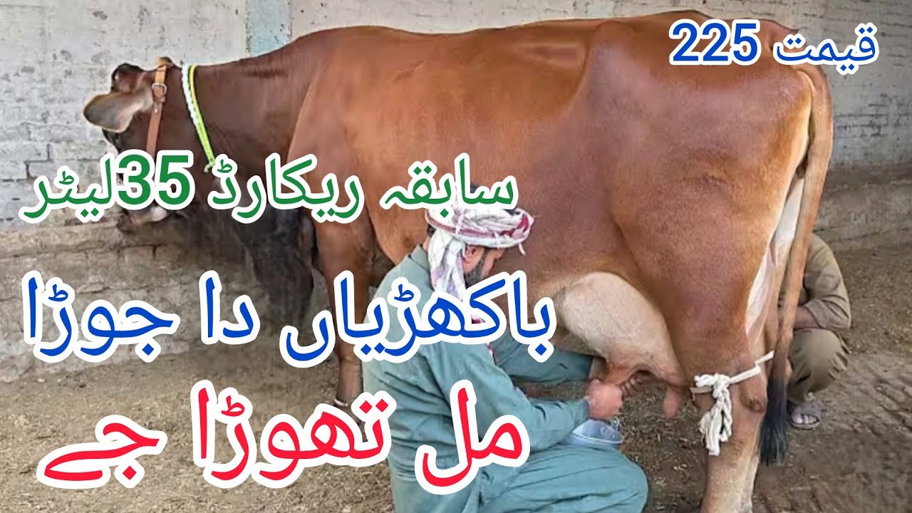 جرسی کراس باکھڑیاں 2گائے برائے فروخت ان پاکستان اینڈ یوٹیوب 19/12/2025#03055692351 