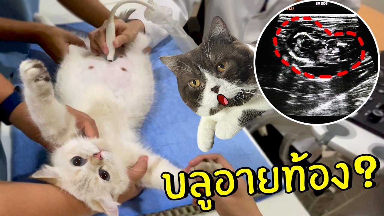 บลูอายท้องโต...หรือว่าจะมีลูก!?