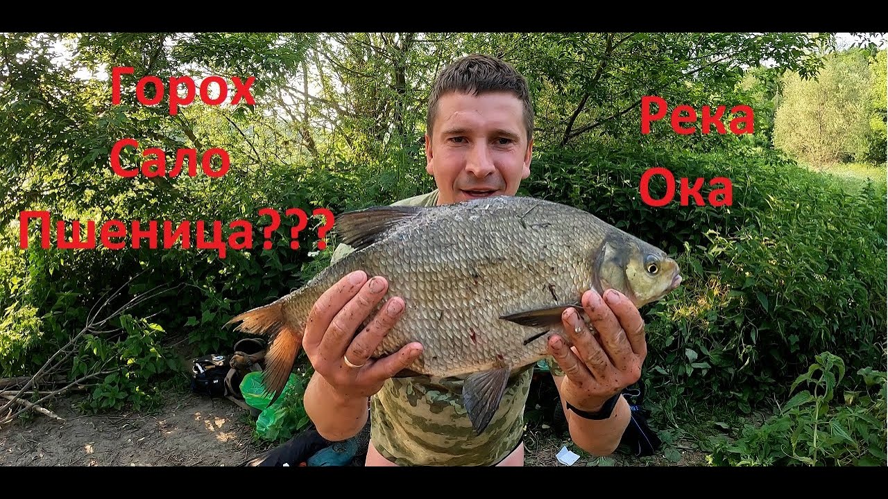 РЫБАЛКА на ОКЕ в июне 2023! Ловля ЛЕЩА на донки. ГОРОХ, САЛО или ПШЕНИЦА? #fishing #рыбалка #фидер