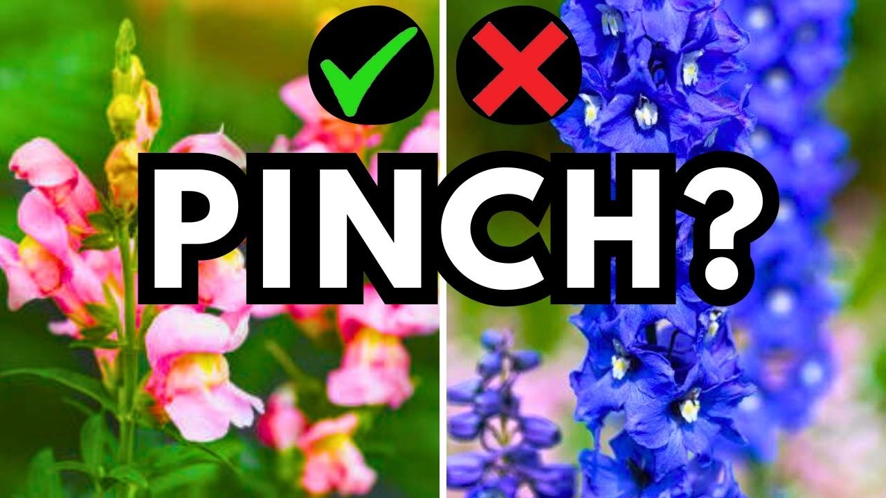Хотите вдвое больше цветов? Прекратите пропускать этот шаг! 🌸