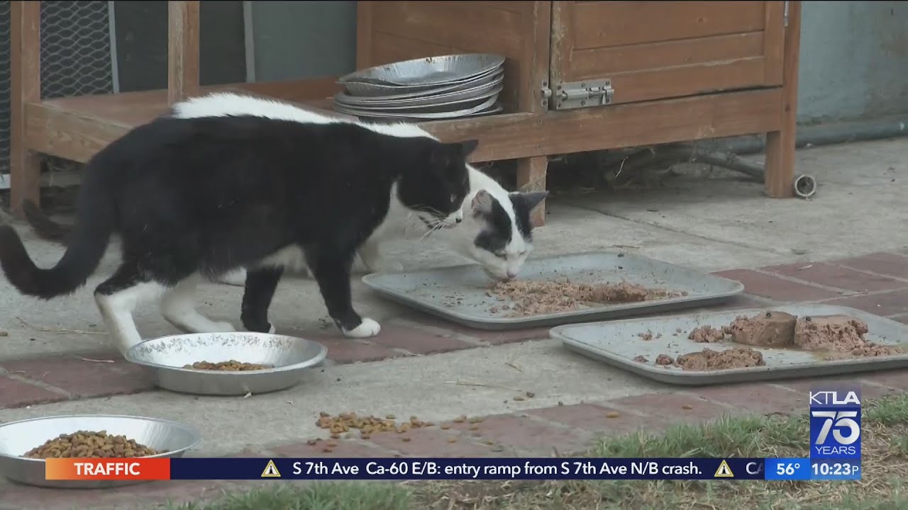 Feral cat population in Los Angeles estimated at 1 to 3 million, animal advocates say
