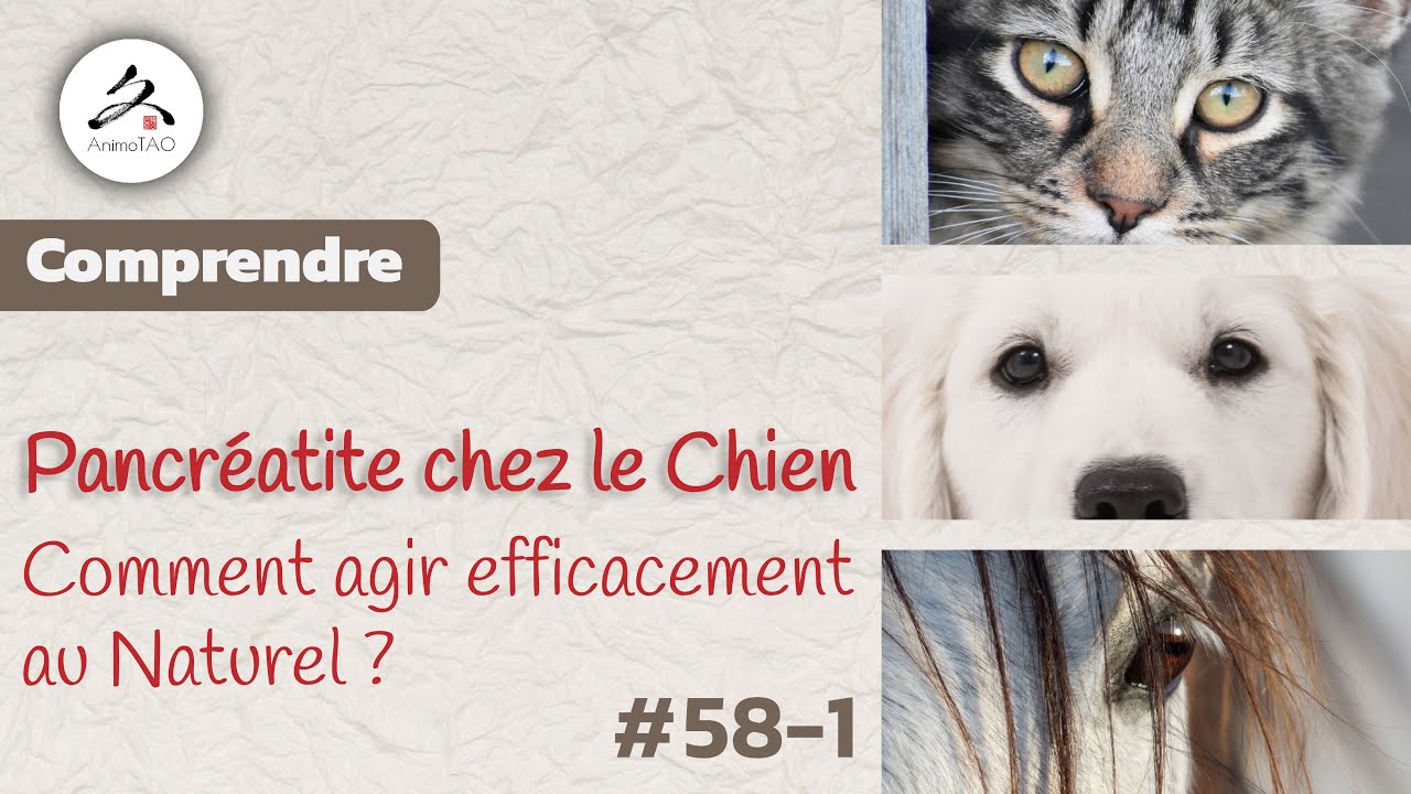 #58-1 Pancréatite chez le Chien, Comment agir efficacement au Naturel ?