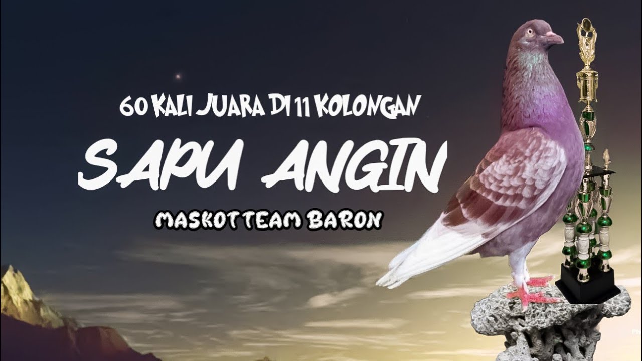 ANAKAN MERPATI BELI DI PASAR BISA JUARA PULUHAN KALI