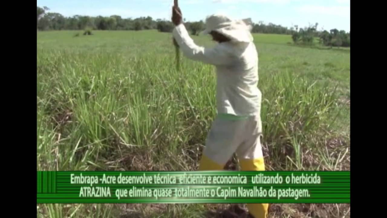 COMBATE AO CAPIM NAVALHÃO UTILIZANDO ATRAZINA