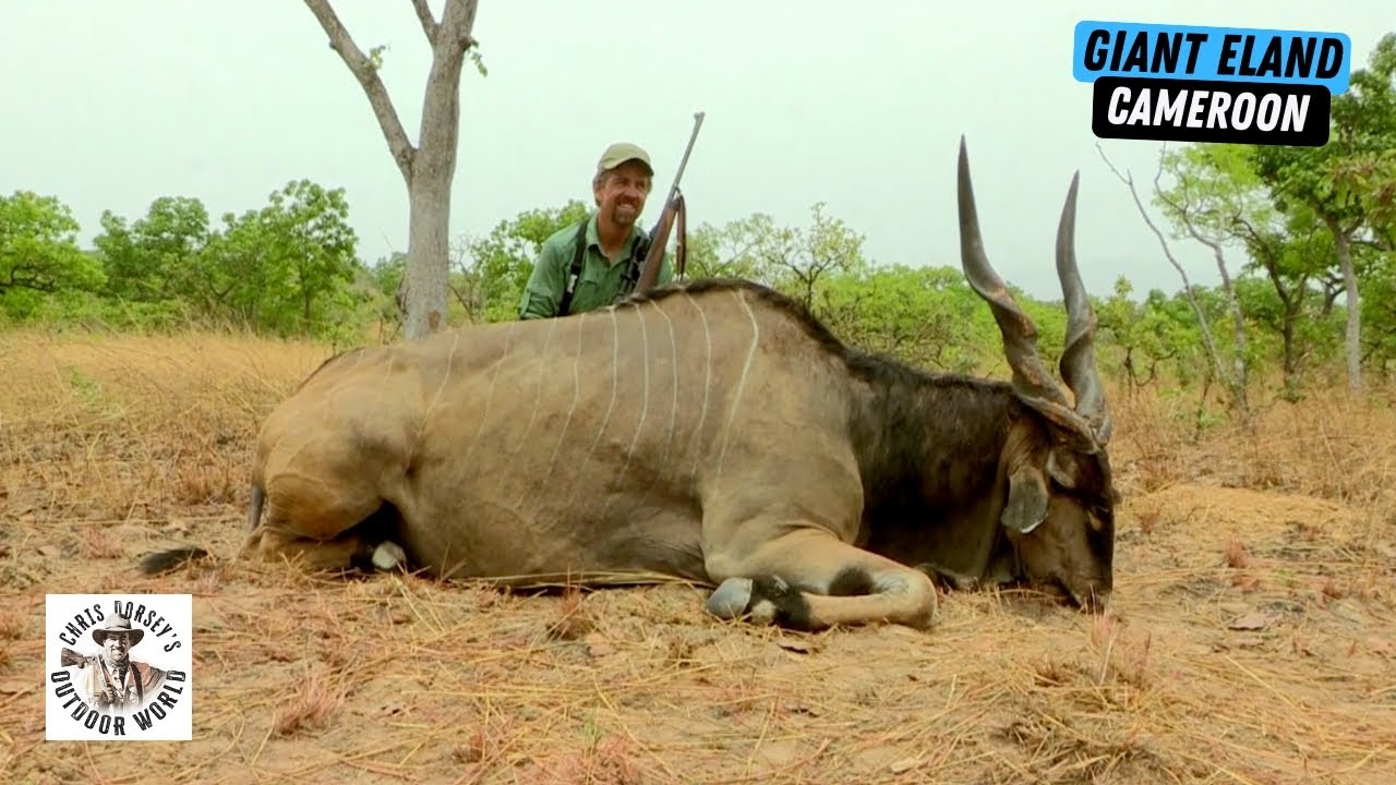 Awesome Hunt for Giant Eland in Cameroon