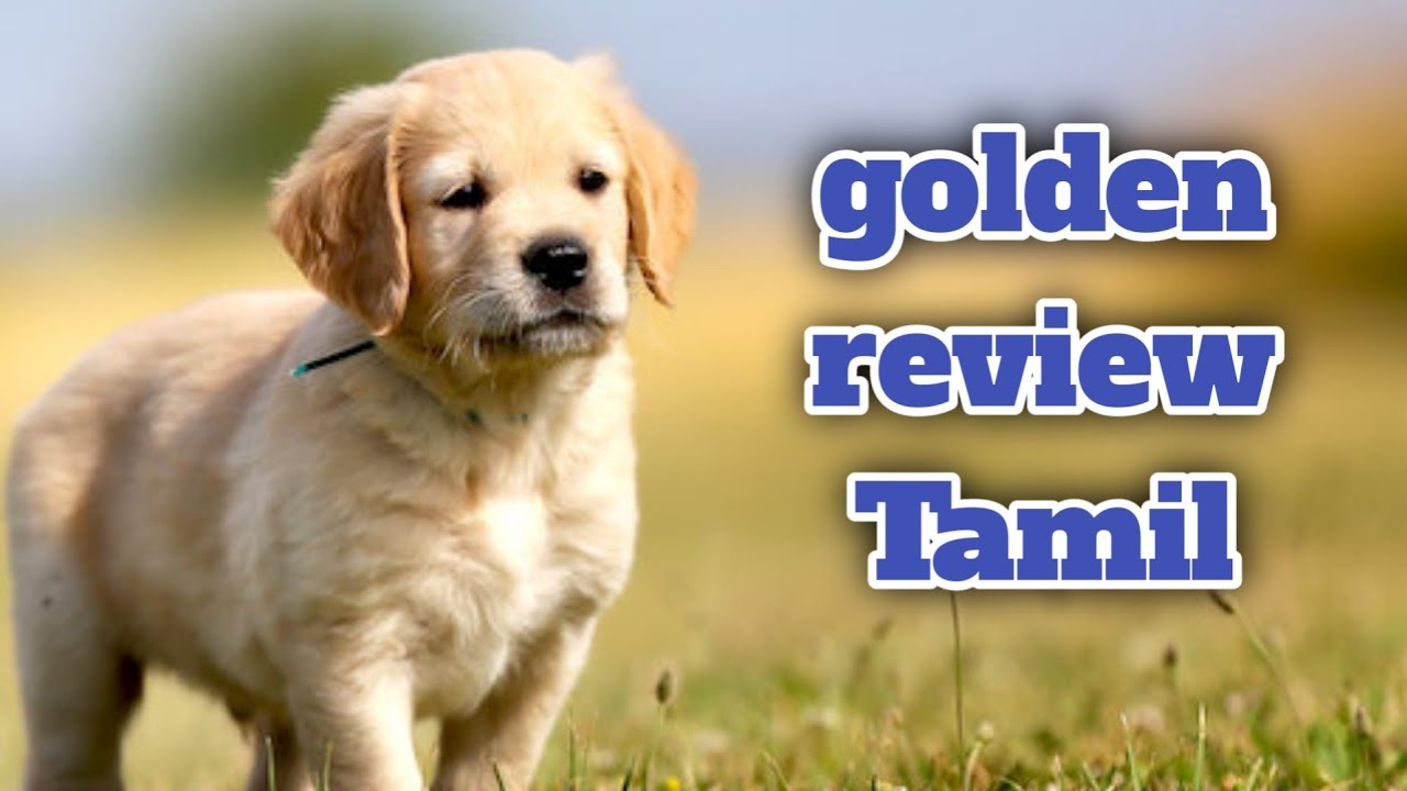 golden retriever puppy full detail  || வளர்ப்பு முறைகள் மற்றும் உணவு முறைகள் || afc_pets