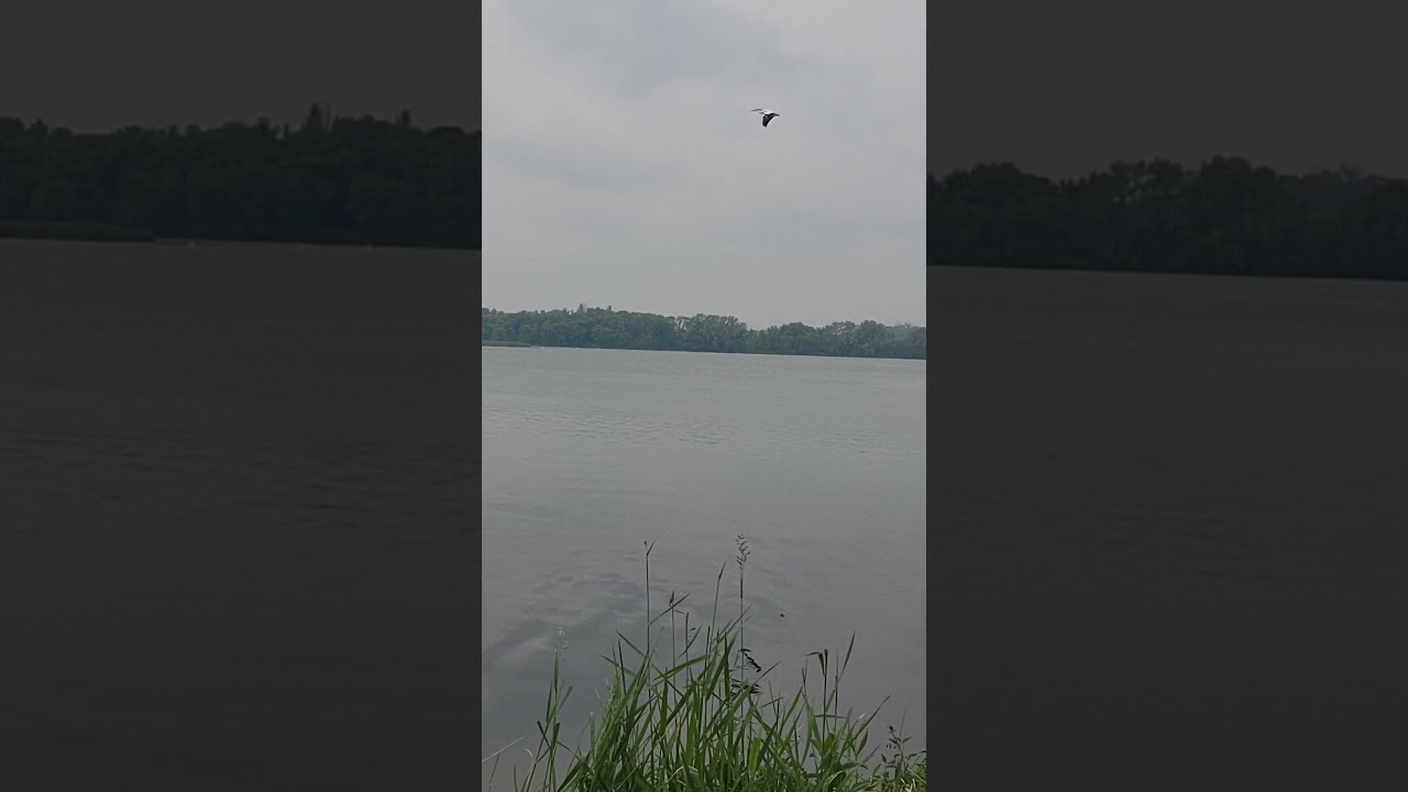 #birdsong