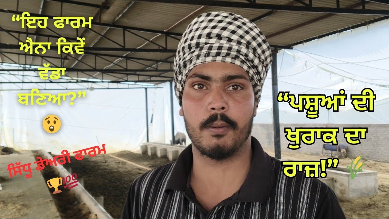 ਮੇਲਿਆਂ ਦੇ ਜੇਤੂ ਪਸ਼ੂ 🔥 Sidhu Farm Visit | ਖੁਰਾਕ, ਰਾਜ਼ ਤੇ ਸਫਲਤਾ#pashumela #desianimals #farmlife #farm