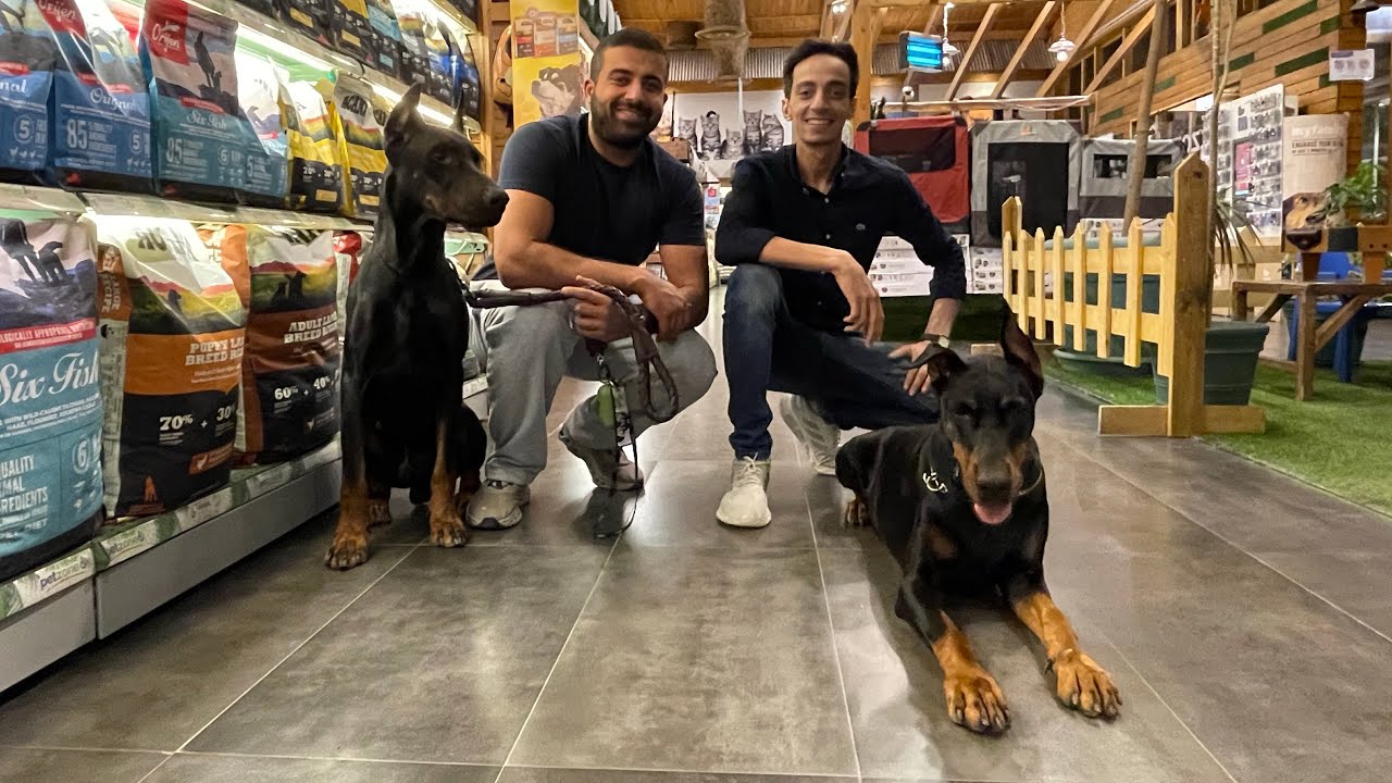 جولة من داخل اكبر وأقوى محل للحيوانات في الكويت 🇰🇼 ولقيت كلبين بلدي وكلبين دوبرمان