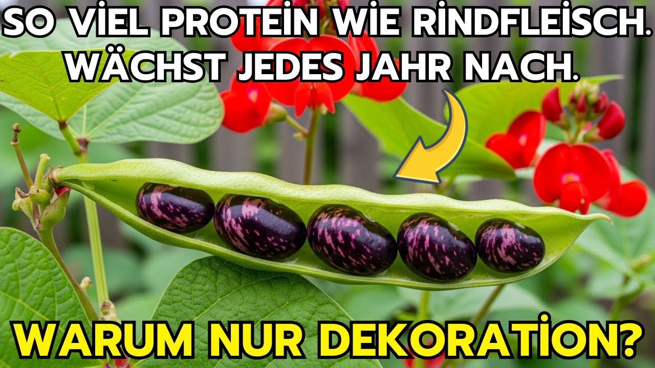 So Viel Protein Wie Rindfleisch, Wächst Jährlich Nach – Warum Nur Als Zierpflanze?