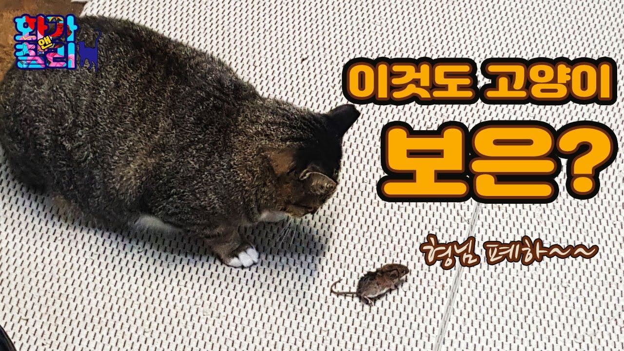 고양이 보은? 생쥐가 형님 폐하를 만나다~ㅋㅋㅋㅋ
