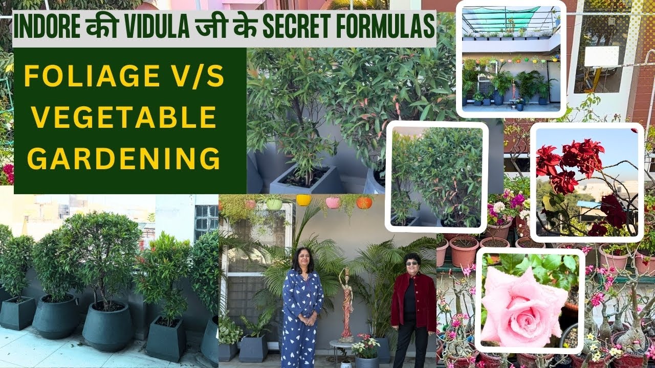 Indore की Vidula जी के secret formulas | Foliage v/s  Vegetable GardeningTour