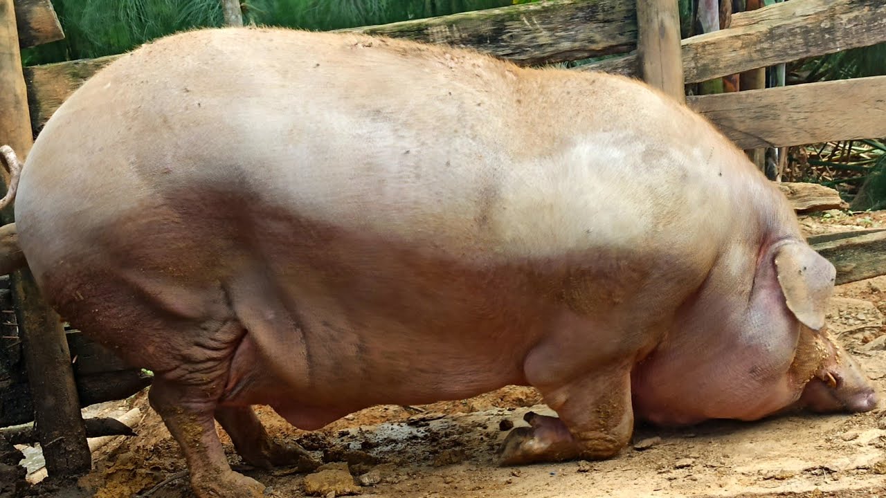 ELE Recria PORCOS 🐷 Caipira a Mais de 50 ANOS