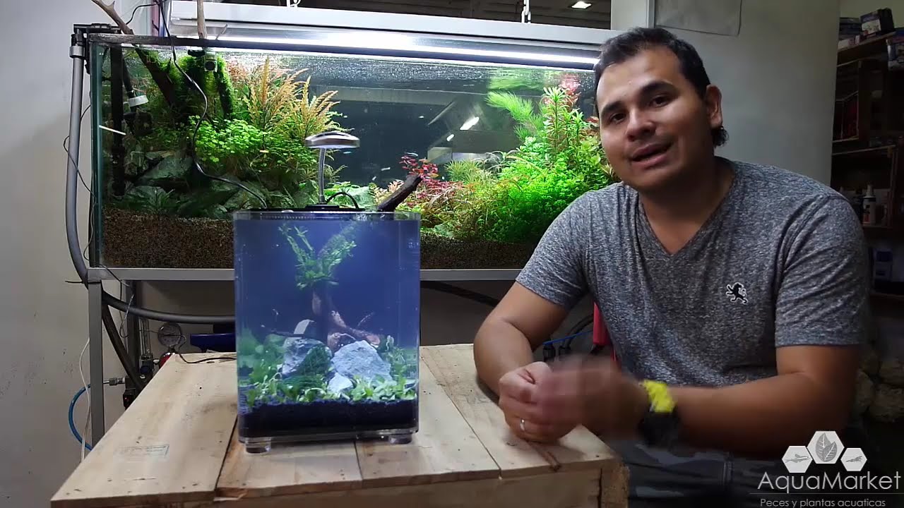 Dymax IQ5 -Unboxing Montaje de nano acuario plantado