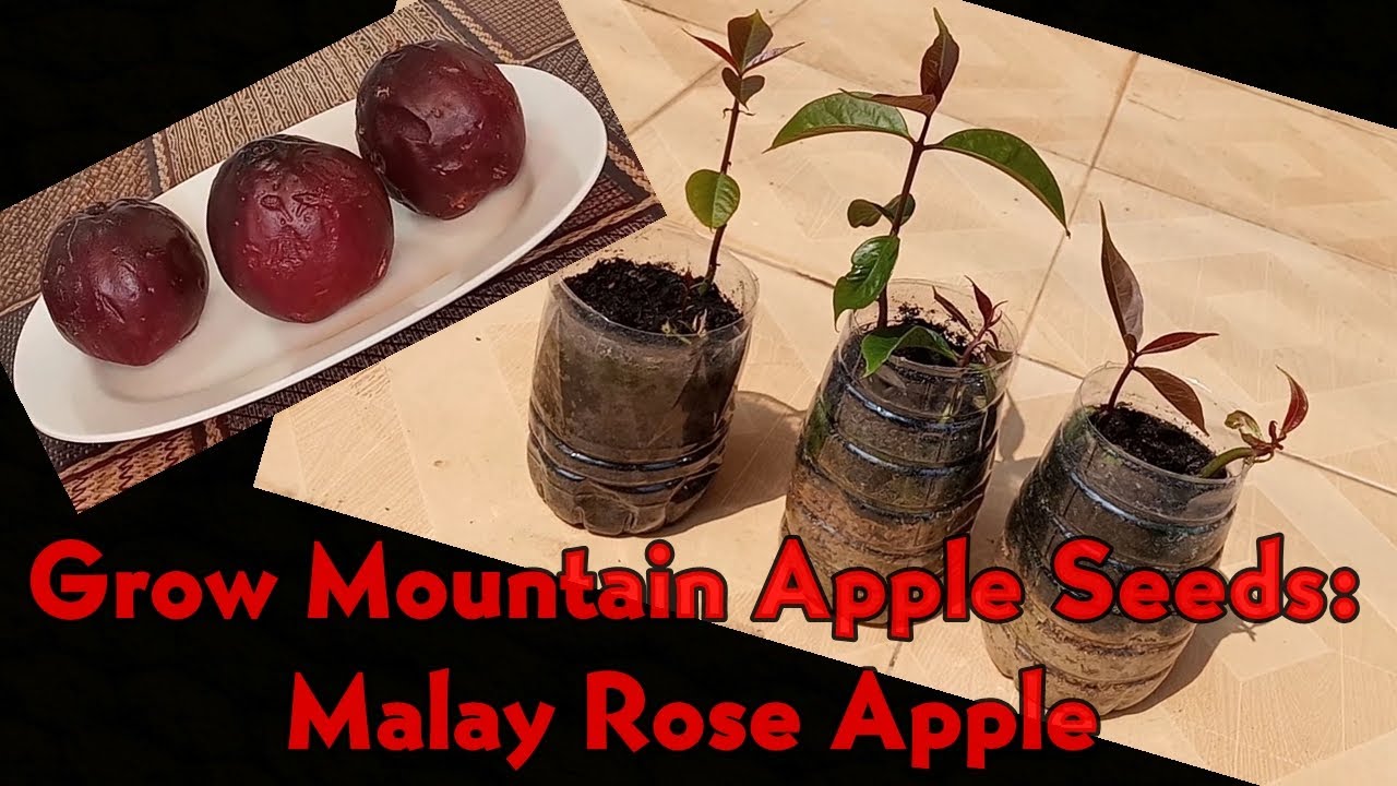 Выращивание семян горной яблони / малайской розовой яблони (Syzygium Malaccense)