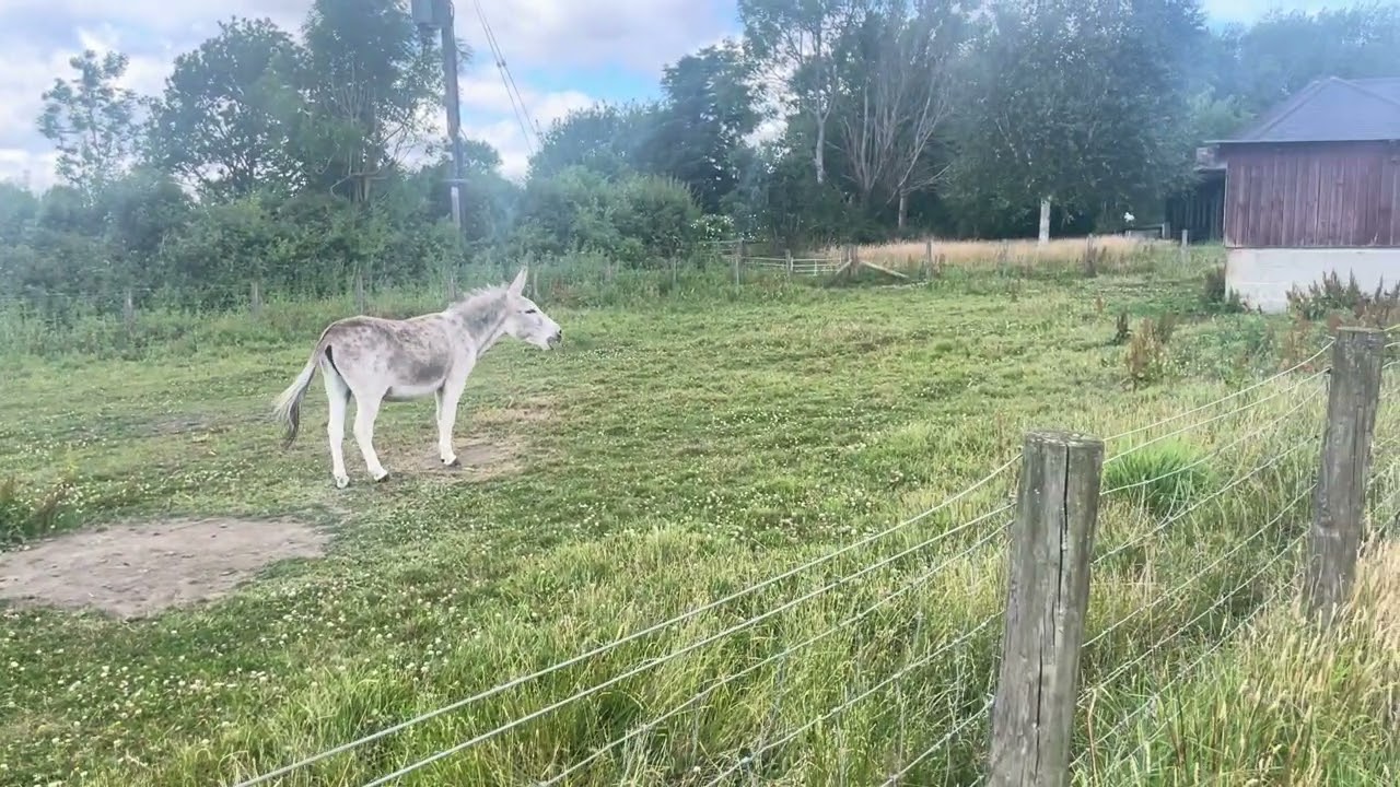 Another Donkey Screaming