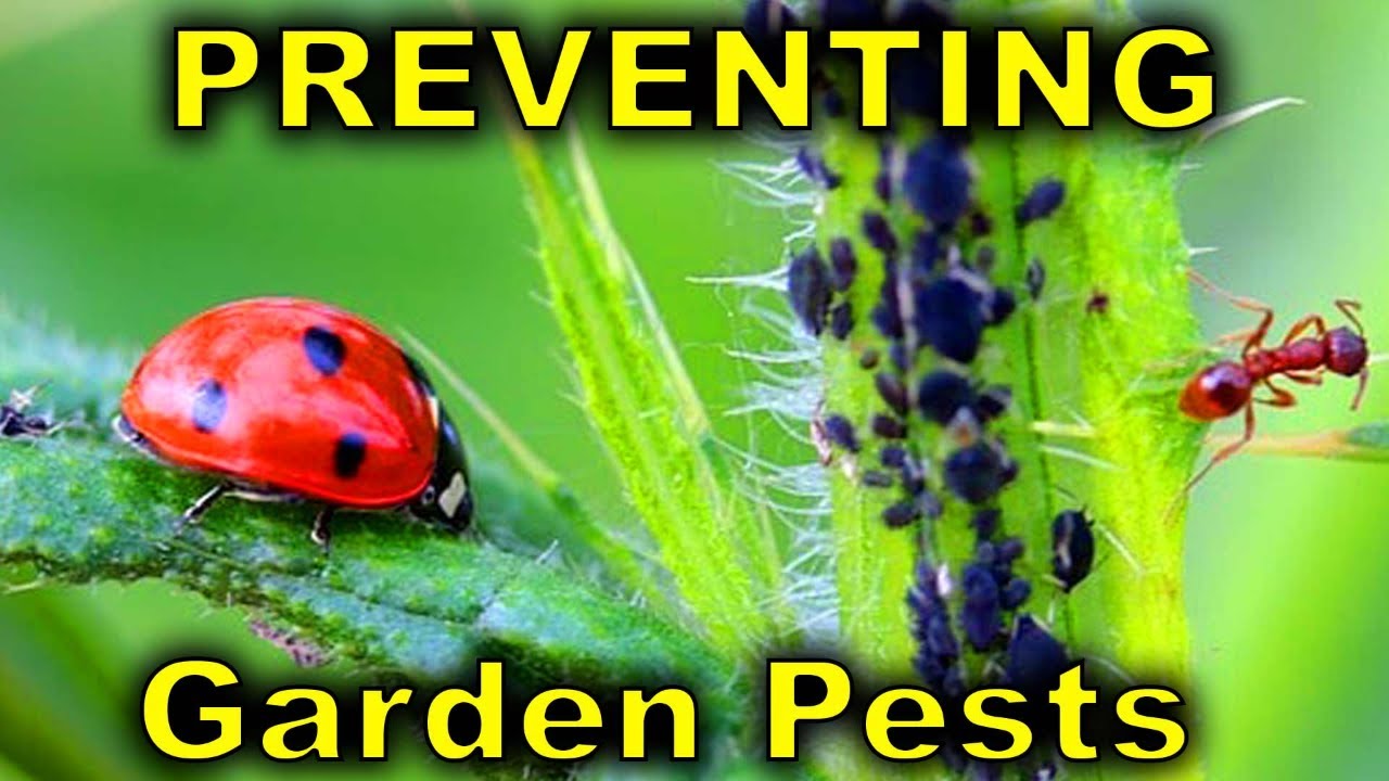 Preventing and treating vegetable garden pests: Tips from professional gardeners