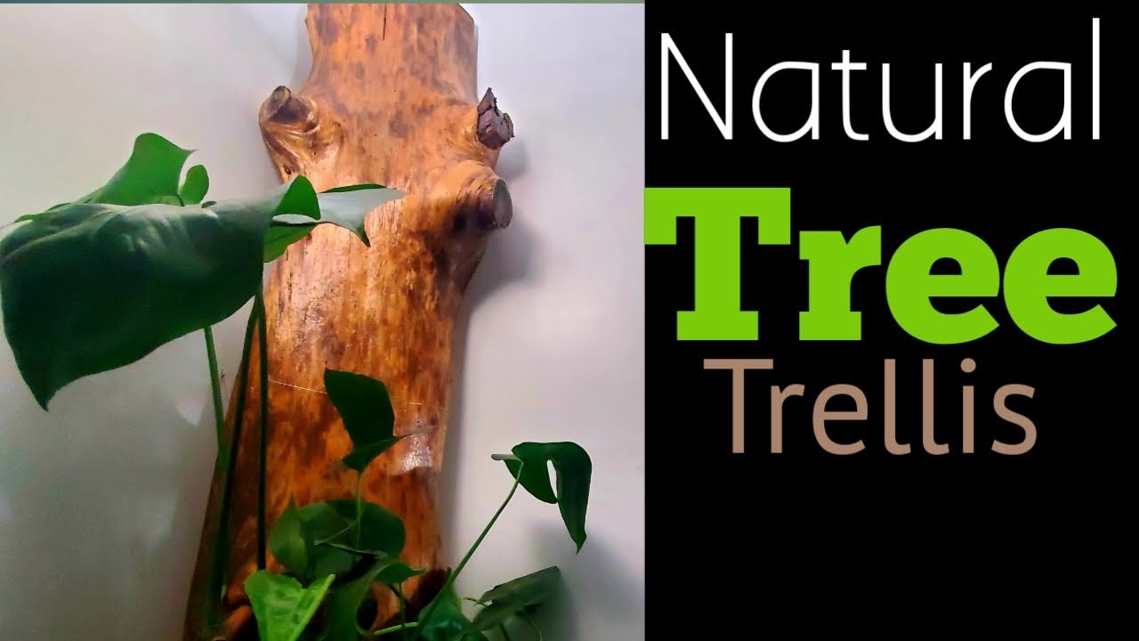 I Turned a TREE Slab Into A  Natural Plant Moss Pole Alternative For my Monstera