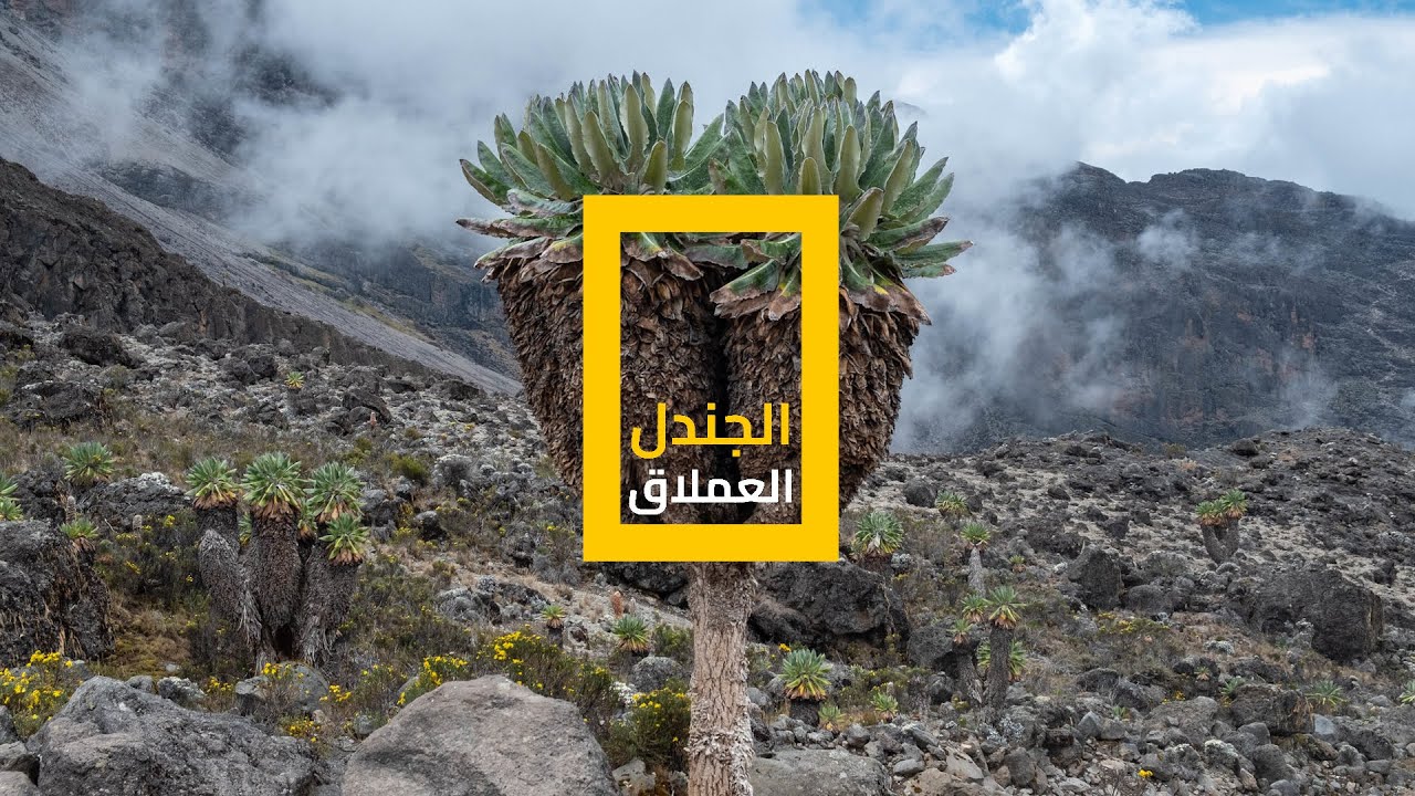 الجندل العملاق.. لا يعرف معنى الاستسلام