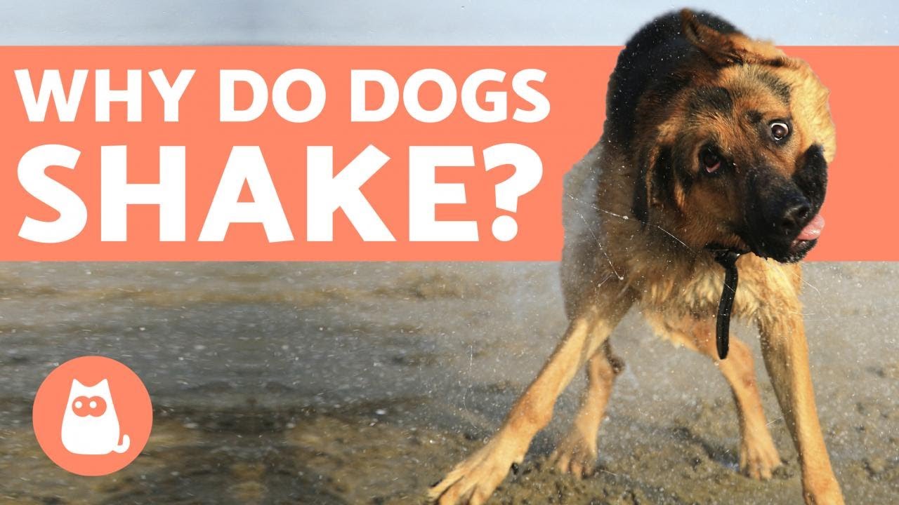 Why do Dogs SHAKE? - Understanding Tremors