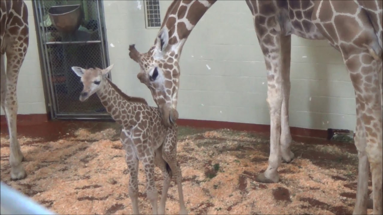 Giraffe Calf Meets Her Aunties at Cheyenne Mountain Zoo