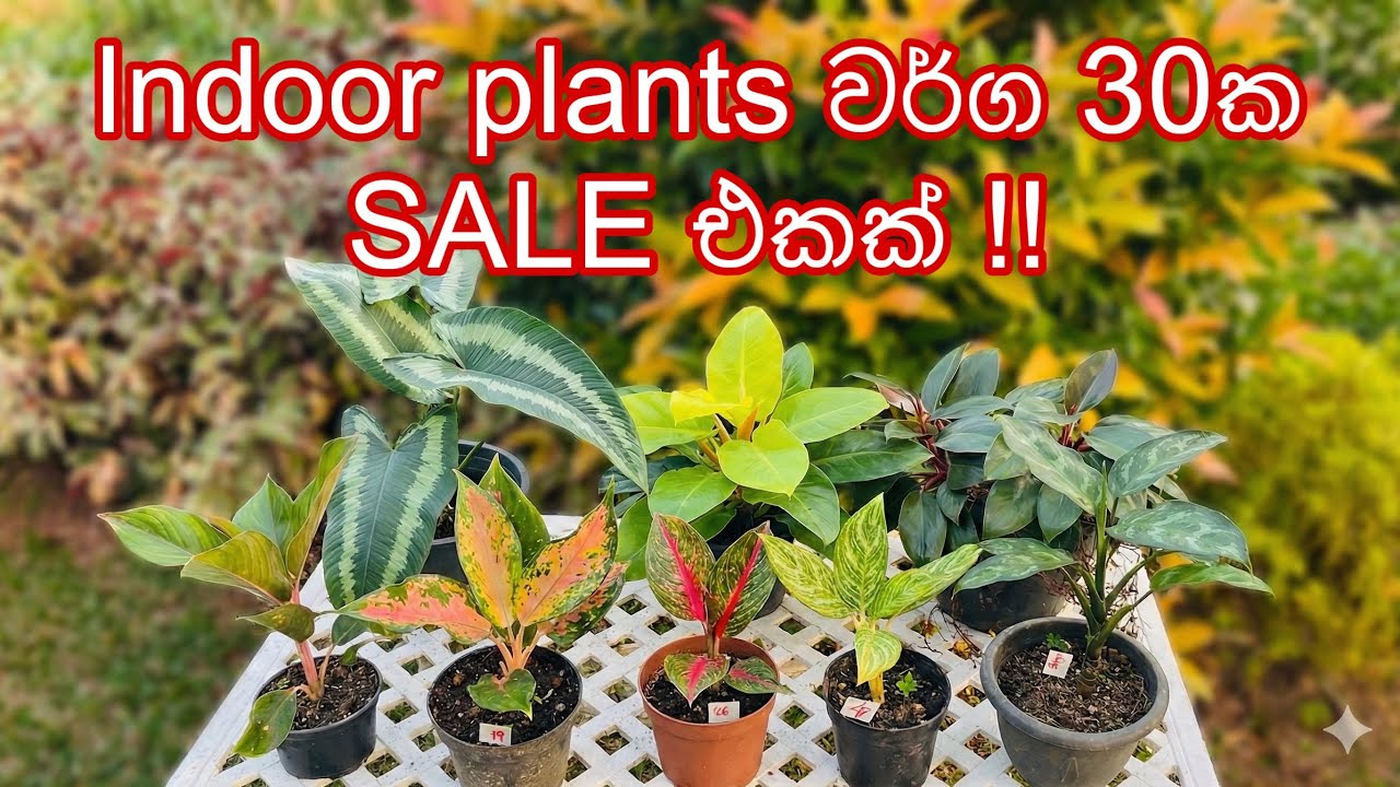 SALE | ලස්සනම ලස්සන indoor plants 30ක sale එකක් 💚 #indoorplants #garden #viral #homegardensrilanka 