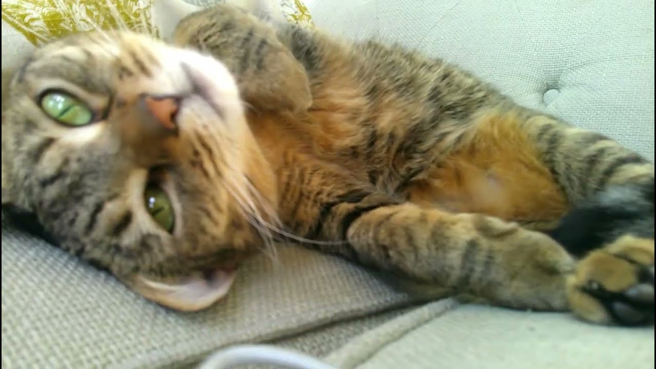 My Cat Tanya 🐱