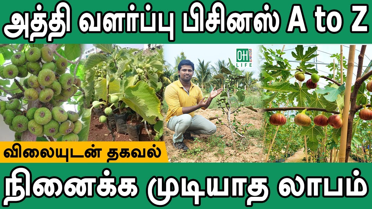 Fig Farming Tamil | அத்தி மரம் வளர்ப்பு வியாபாரம்