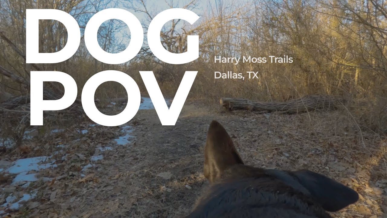 Harry Moss Park Complete Dog-Friendly Trail | 5+ Miles of Loops | Dallas, TX