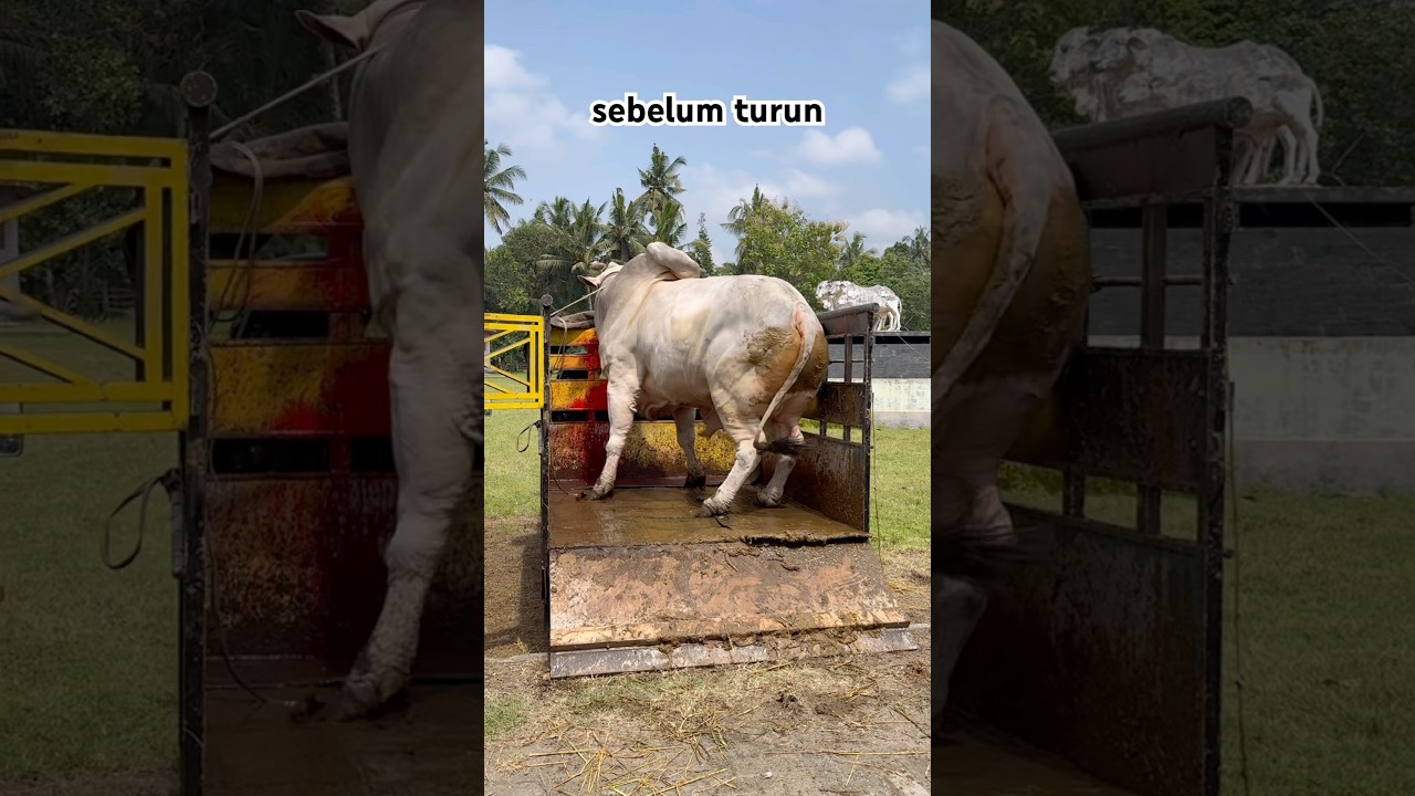 Ngamuk sapi extrim di atas mobil