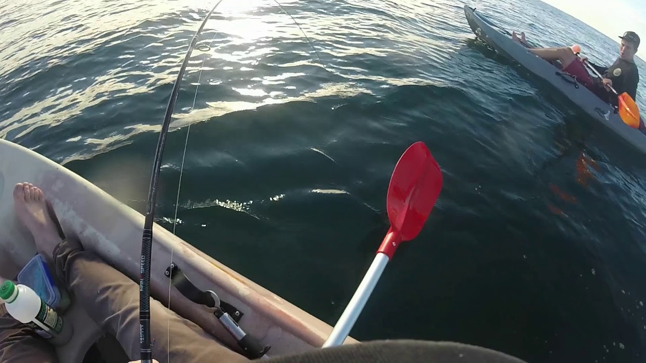 Catching Sweetlip off Caloundra