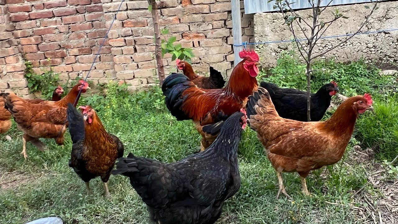 Рецепт курицы дези по-кашмирски | кашер кокур | Дези мурга май по-кашмирски.