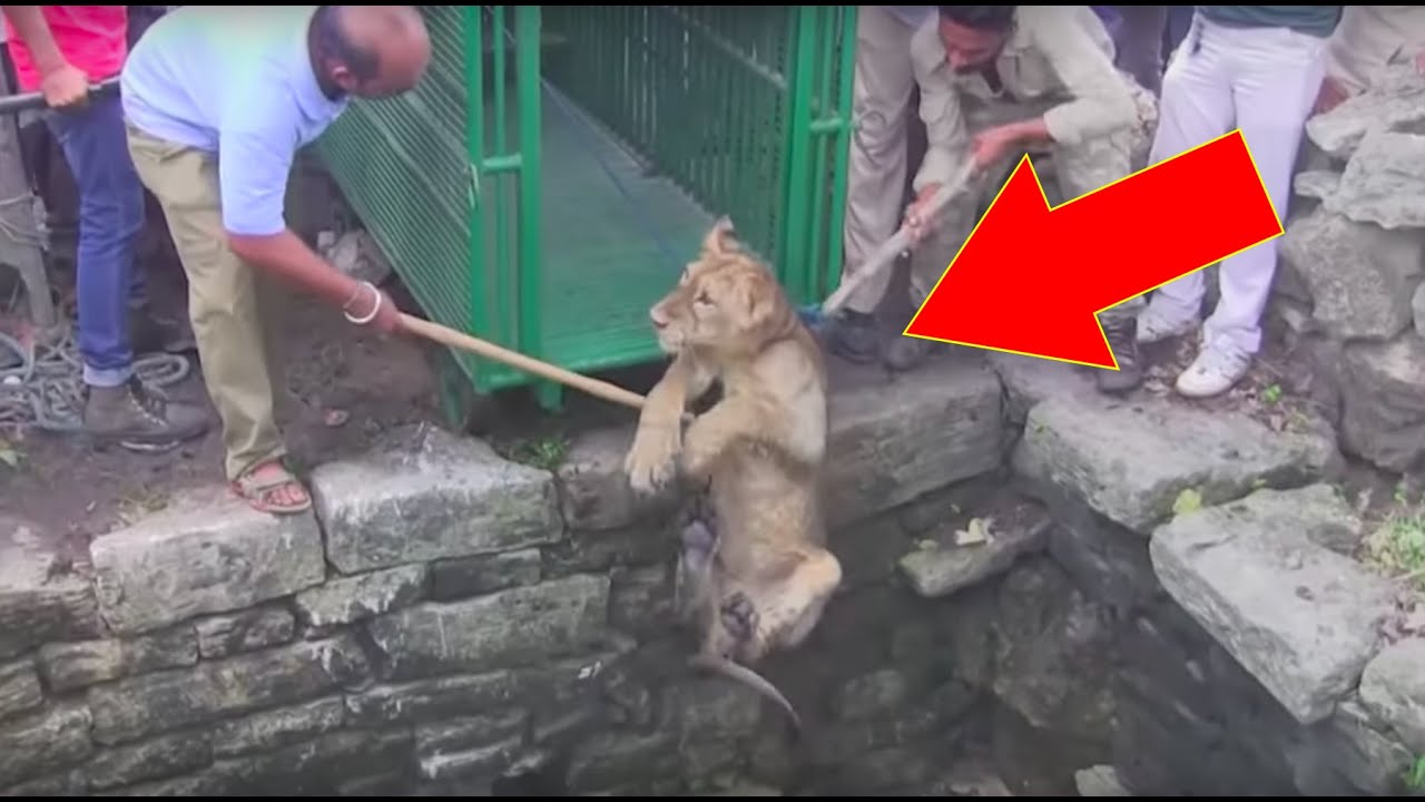When Locals Saw A Lion Drowning In An 80Ft Well, They Put A Daredevil Rescue Plan Into Action&hellip;