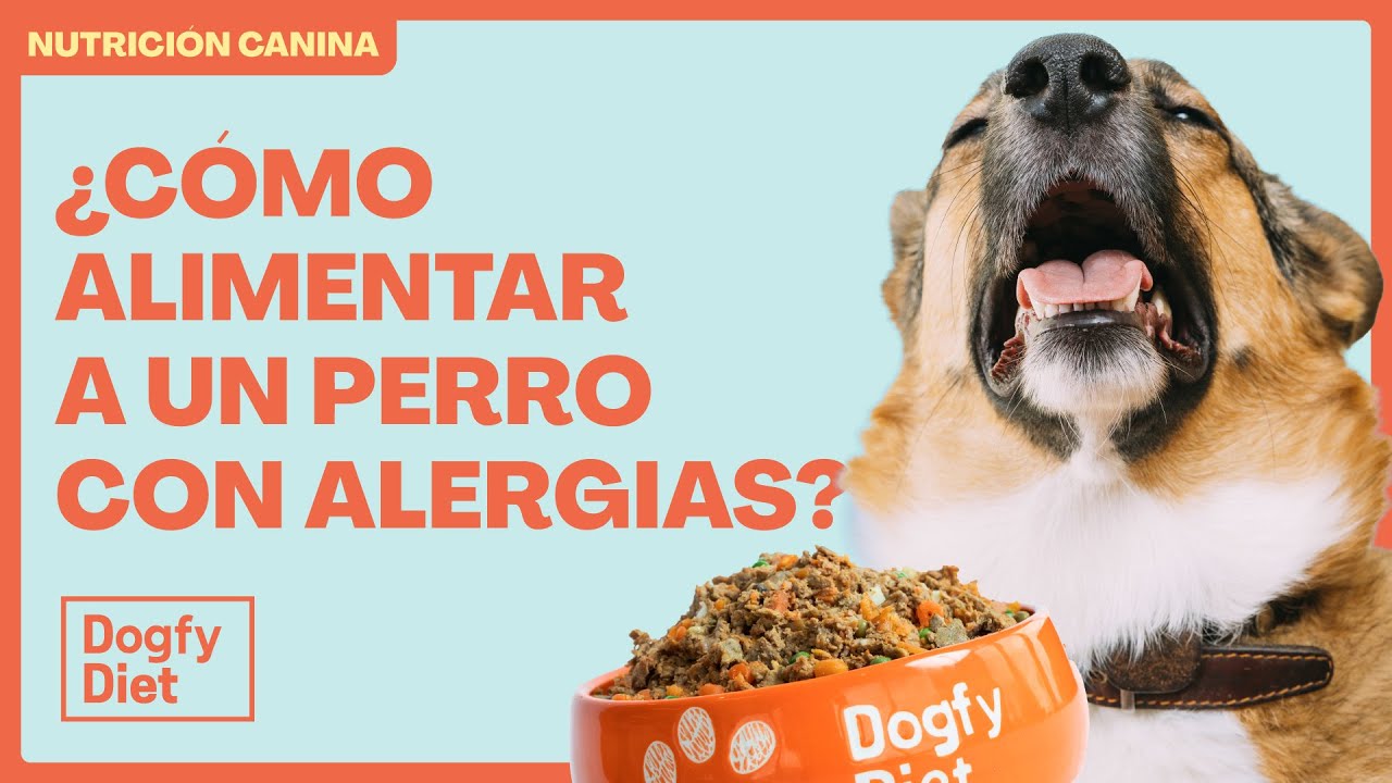 ¿Cómo alimentar a un perro con alergias?