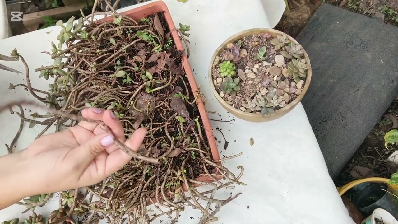 Como reproducir plantas por esqueje y hojas