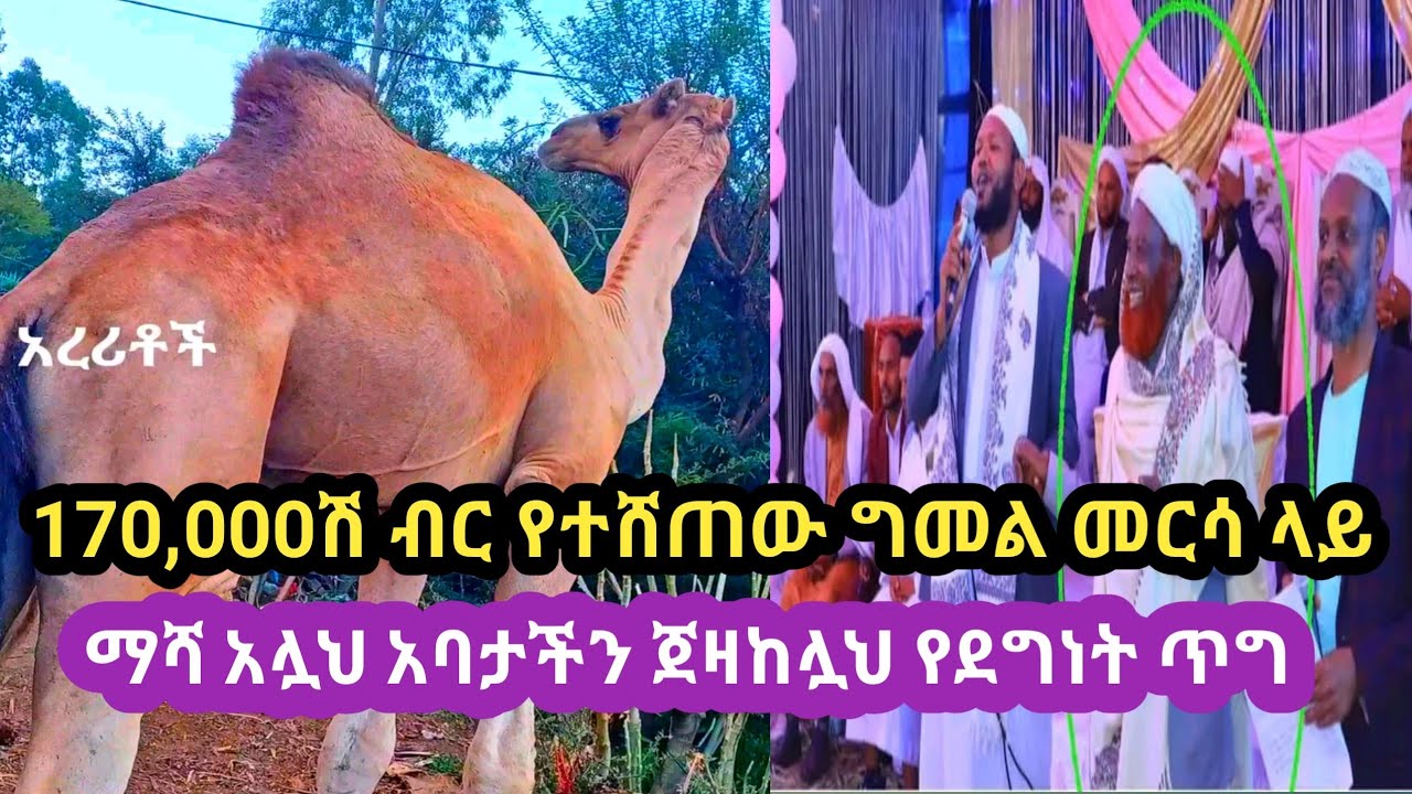 #ወሎ መርሳ ከተማ ላይ ግመል 170,000ሽ ብር ተሸጠ ጉድ ያሰኛል ቤተሰብ|መስኡድ|ድንቅ ልጆች|ዘይኑ ቱዩብ