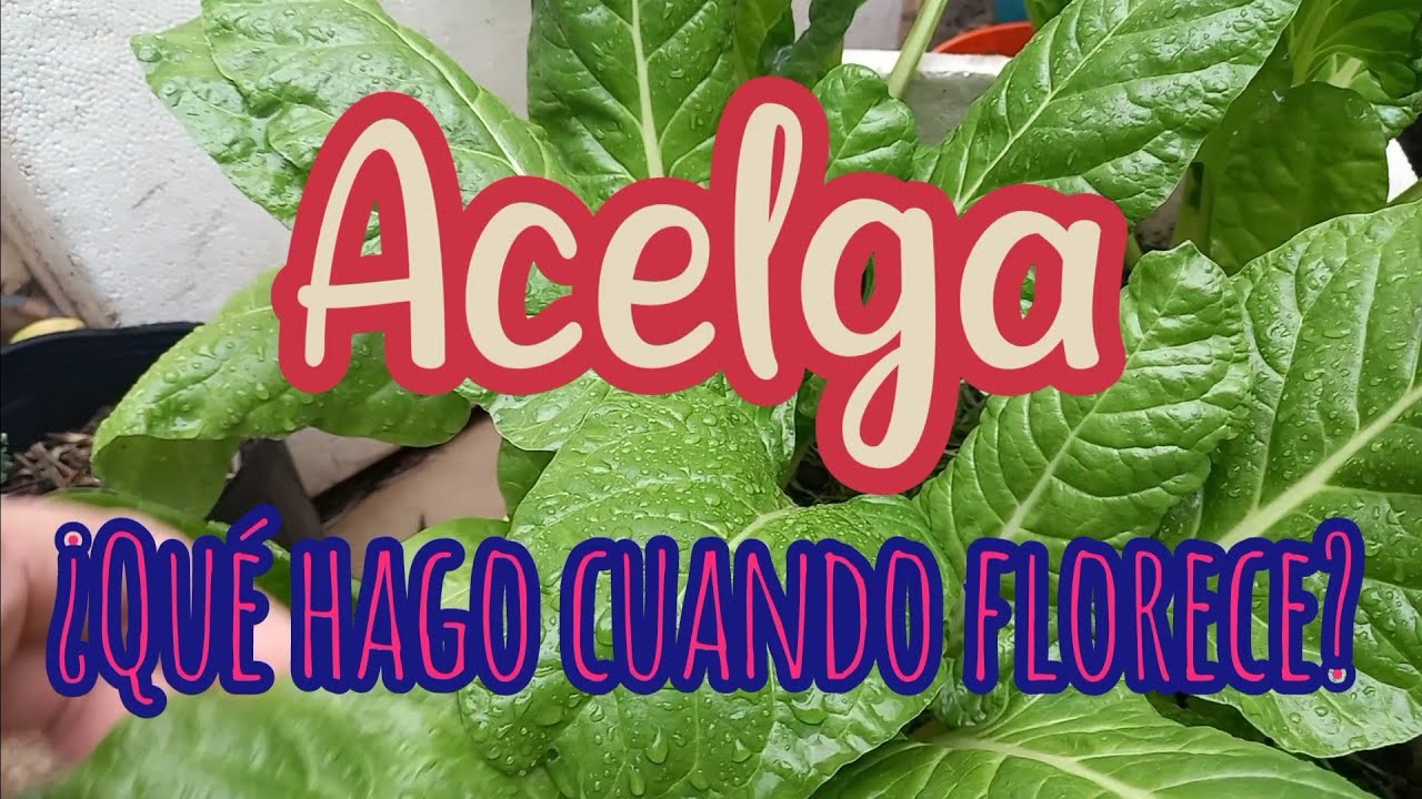 ACELGA ¿Qué hago cuando florece?
