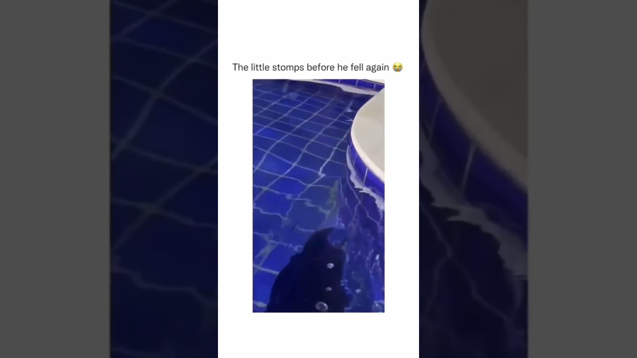 Dogs falls in pool (twice)