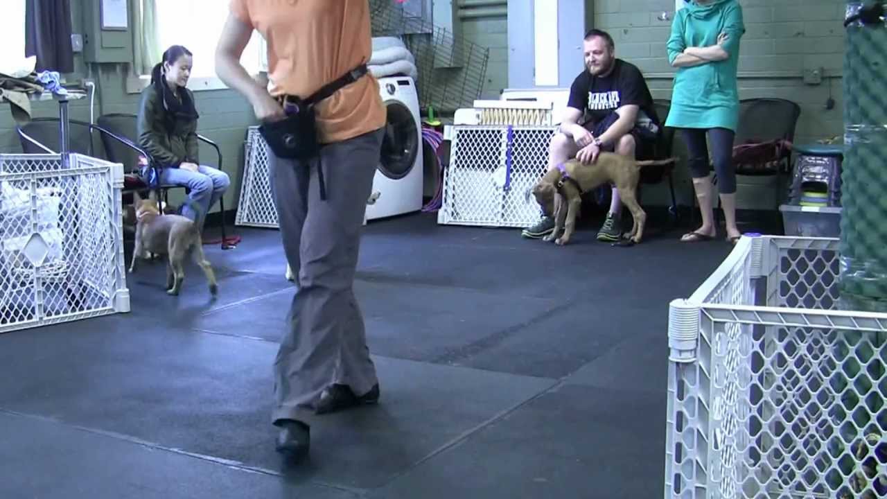 Puppy Gotcha