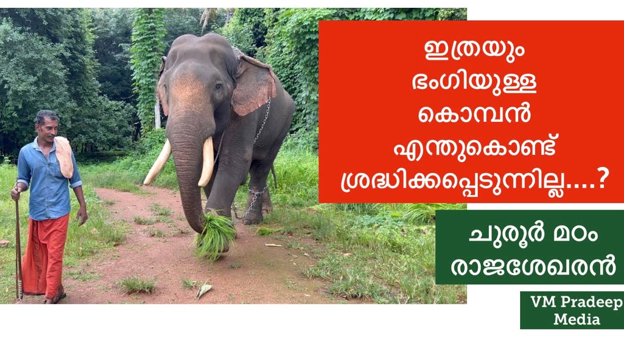 ഇത്രയുംഅഴകുള്ള കൊമ്പൻ എന്തുകൊണ്ട് ശ്രദ്ധിക്കപ്പെടുന്നില്ല Chooroor Madom Rajasekharan