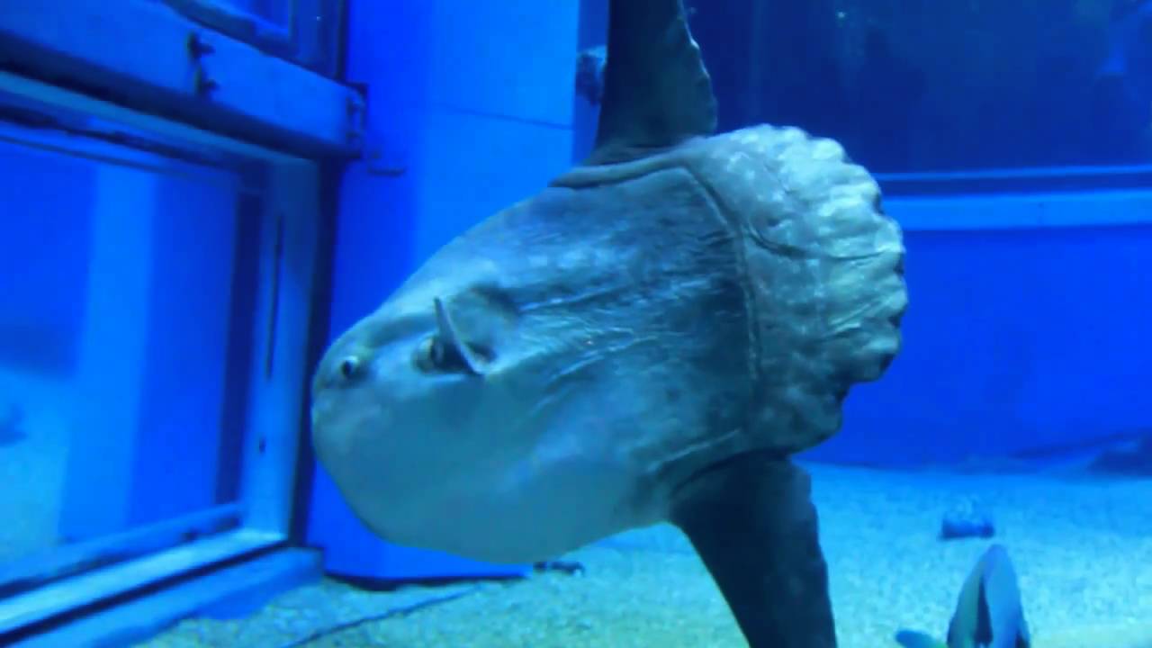Whale sharks, ocean sunfish, manta rays & other strange sea creatures @ Osaka Aquarium [HD]