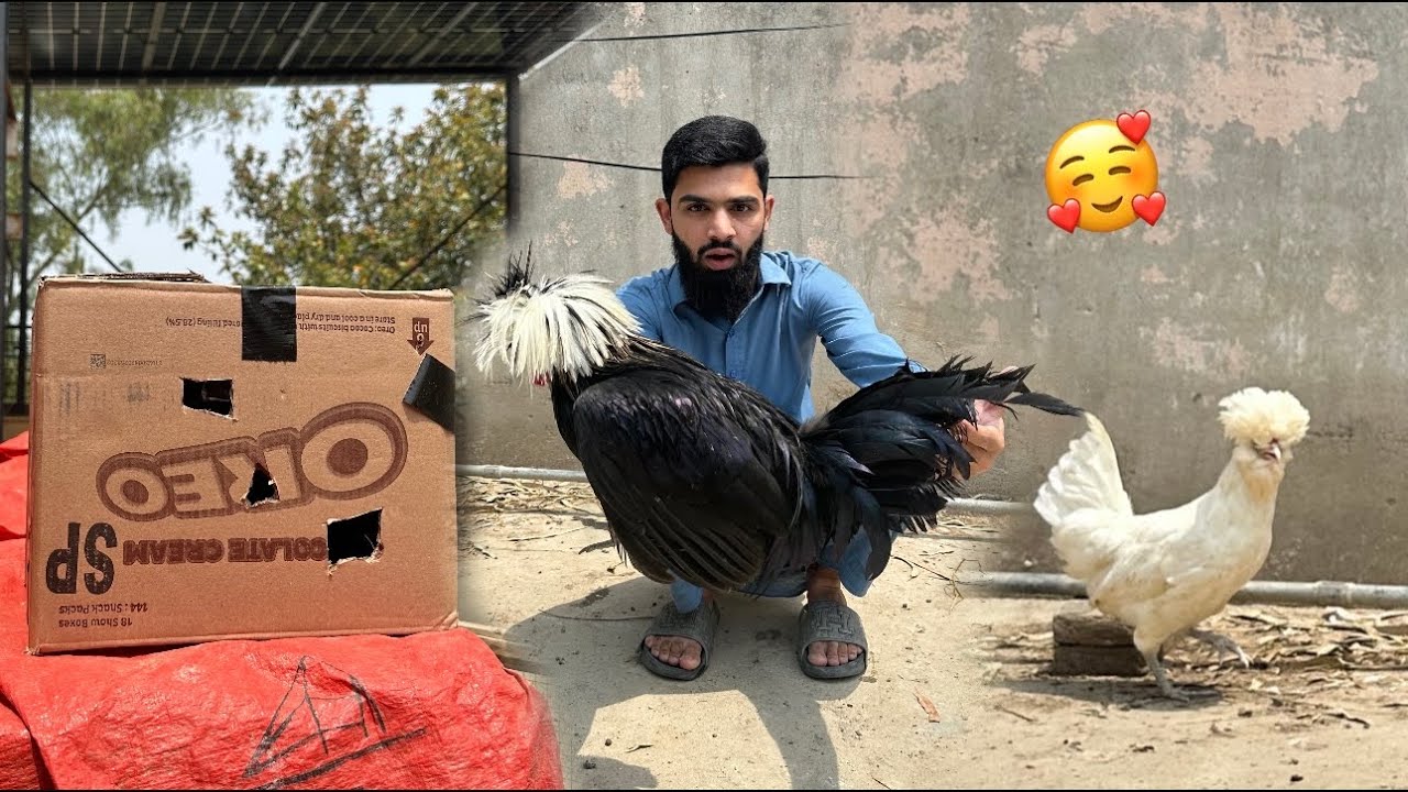 Nayab murgiyan khareed li