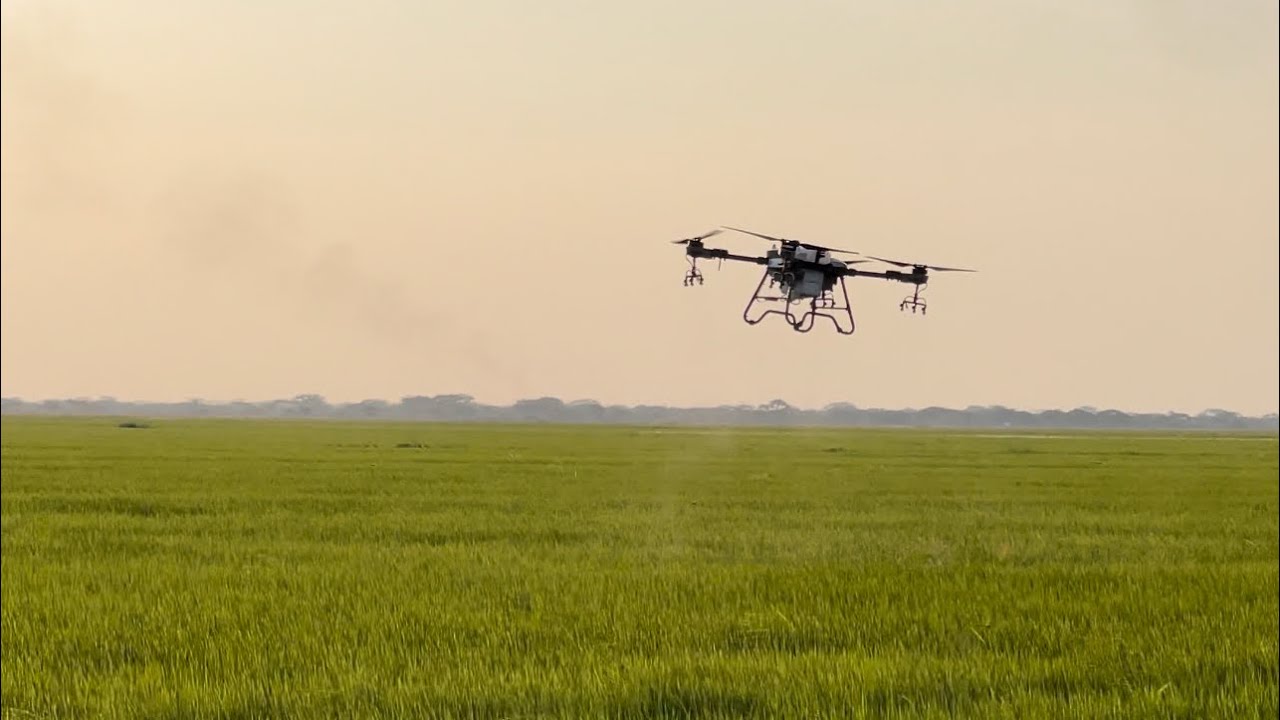 mi experiencia con el drone de fumigación en cultivos de arroz